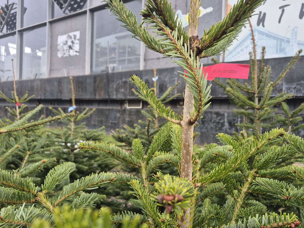 До 7 тисяч за ялинку. Скільки насправді коштують новорічні дерева в Києві